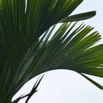 Areca catechu Leaf