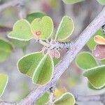 Cotoneaster nummularius برگ