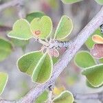 Cotoneaster nummularius Hoja