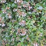 Abelia × grandifloraᱵᱟᱦᱟ