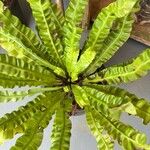 Asplenium nidus List