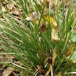 Poa palustris Leaf