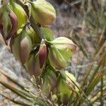 Yucca glauca Blüte