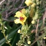 Verbascum virgatum Λουλούδι