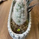 Oreocereus trollii Yeri