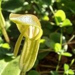 Arisarum vulgare Квітка