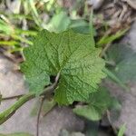 Alliaria petiolata Frunză