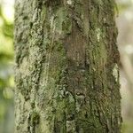 Cathedra acuminata Bark