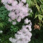 Thalictrum aquilegiifoliumЦветок