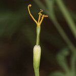 Eschscholzia lemmonii Fleur