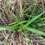 Aloe amudatensis Hoja