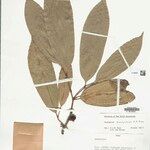 Anaxagorea brachycarpa Лист