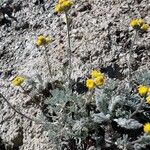 Artemisia glacialis Kvet