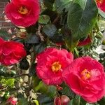 Camellia sasanquaFlower