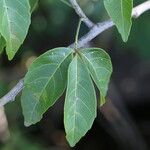 Allophylus africanus Blatt