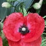 Papaver setiferumᱵᱟᱦᱟ