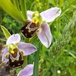 Ophrys apiferaBloem