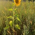 Helianthus annuus Habit