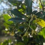 Rhizophora mangle Blomst