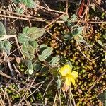 Helianthemum marifoliumFlower