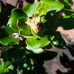 Phylica buxifolia Hoja