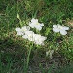 Cycnium tubulosum Flower