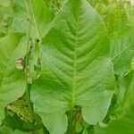 Rumex spinosus Leaf