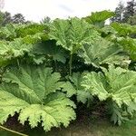 Gunnera tinctoriaপাতা