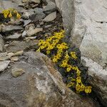 Corydalis megacalyx Staniste