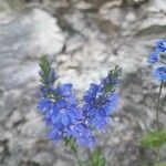 Veronica austriaca Квітка