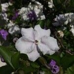 Brunfelsia uniflora Λουλούδι