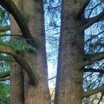 Torreya californica Hábitos