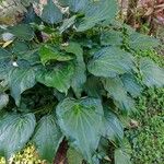 Alocasia cucullata Blad