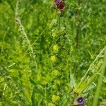 Cynoglossum officinaleBlomst