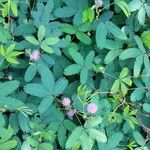 Mimosa quadrivalvis Лист