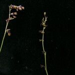 Thalictrum alpinum Hábito