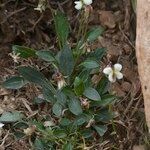 Viola saxifraga Alkat (teljes növény)