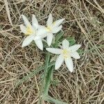 Leucocrinum montanum Flower