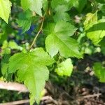 Crataegus phaenopyrum Frunză