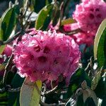 Rhododendron lanigerum Flower