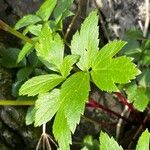 Ligusticum scothicum Leaf