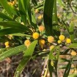 Acacia koaia Blomst