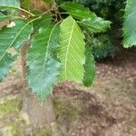 Quercus acutissima Φύλλο