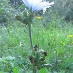 Cichorium intybus Плід