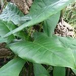 Alocasia zebrina Leaf