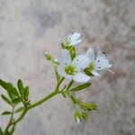 Cardamine amara Flower