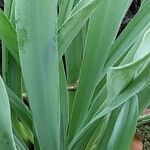 Galanthus elwesii Leaf