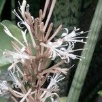 Sansevieria metallica പുഷ്പം