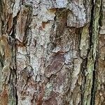 Pinus echinata Bark