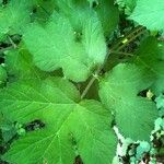 Heracleum sphondylium Leaf